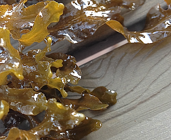 Små nya föröknigstoppar