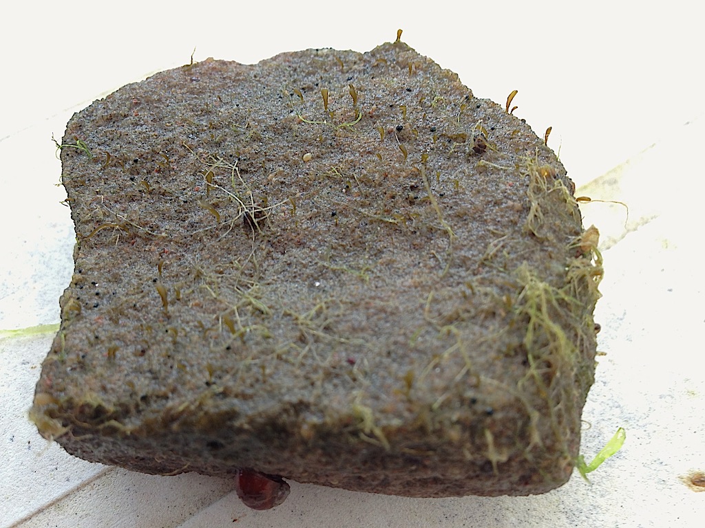 Sten med groddplantor o Theodoxus