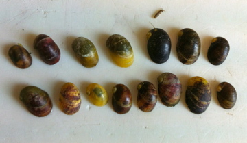 theodoxusfärgvariant20130802