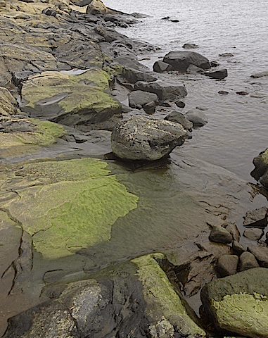 vårgrönt i strandzonen