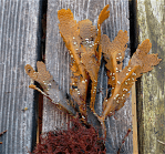 1 Sågtångstoppar