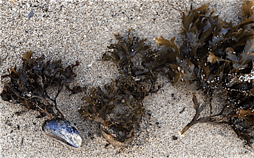 4 Uppspolad tång på stranden