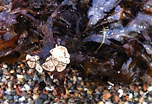 5 sågtång fästskiva