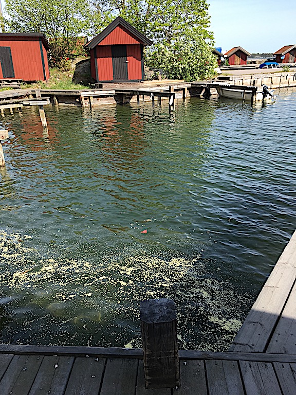 Pollen i Räfsnäs hamn