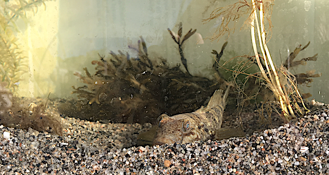 1_Svartmunnad smörbult, smaltång o vattenpest