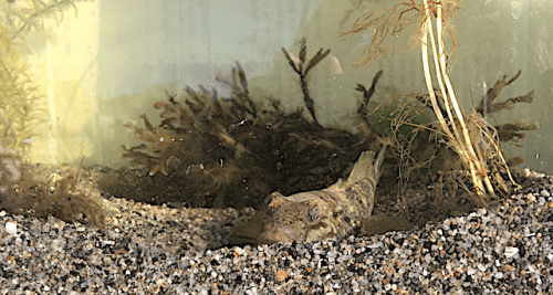 1_Svartmunnad smörbult, smaltång o vattenpest