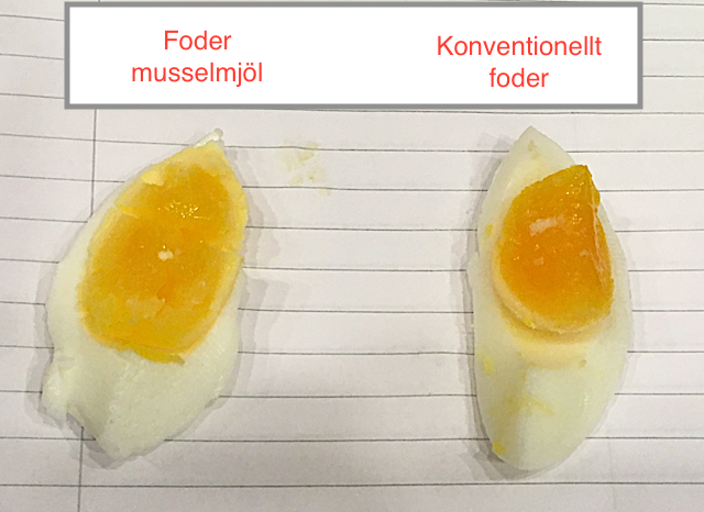 6 Ägg test 20180705