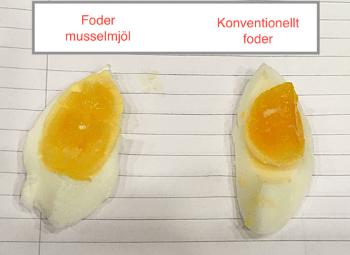 6 Ägg test 20180705