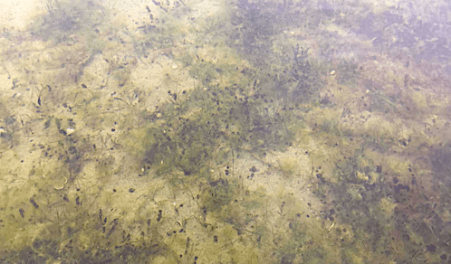 2botten i Silléns vik 20180811