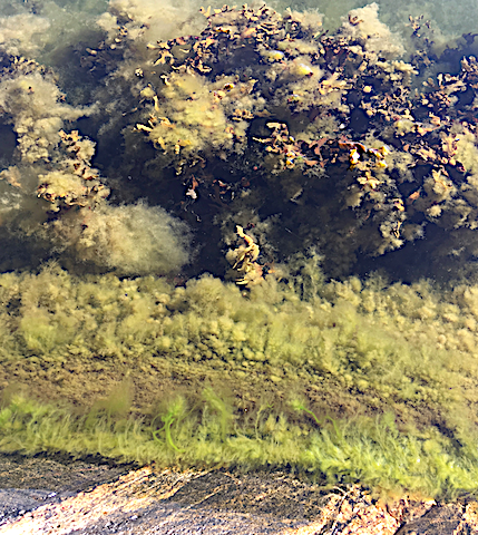 3 ny grönslick + överväxt blåstång, insidan Björkholmen 20180818