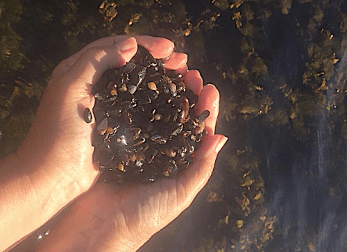 4 handfull döda blåsmusslor 20180818