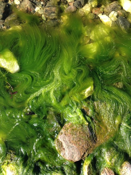 Cladophora i strandkanten