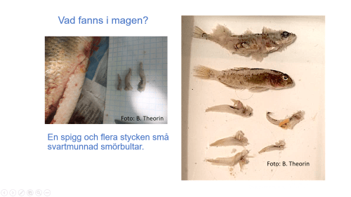 Maginnehåll i abborre