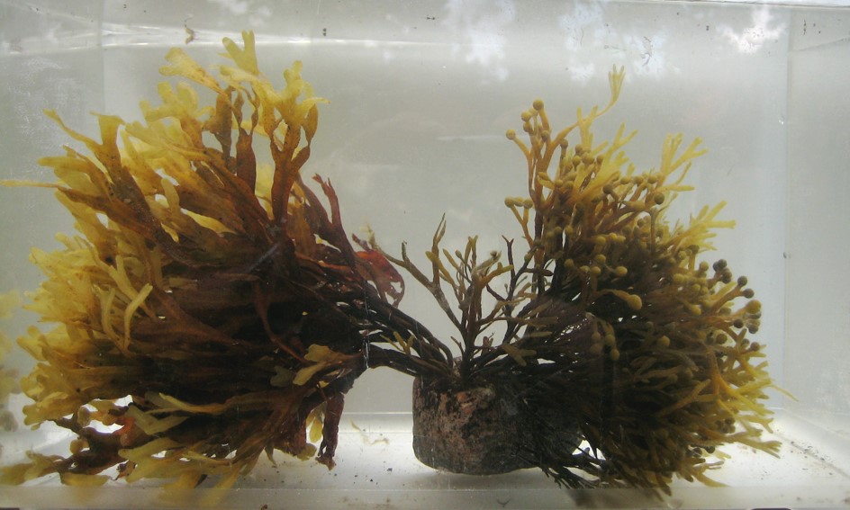 Två arter tång Foto: Nils Kautsky