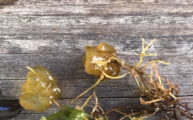 1 Murkelalg växer på havsris 20180602.png