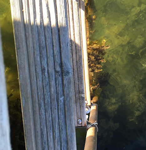 2 badstege vår 20180522