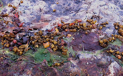 2 vHoburgMurkelalg2013juli