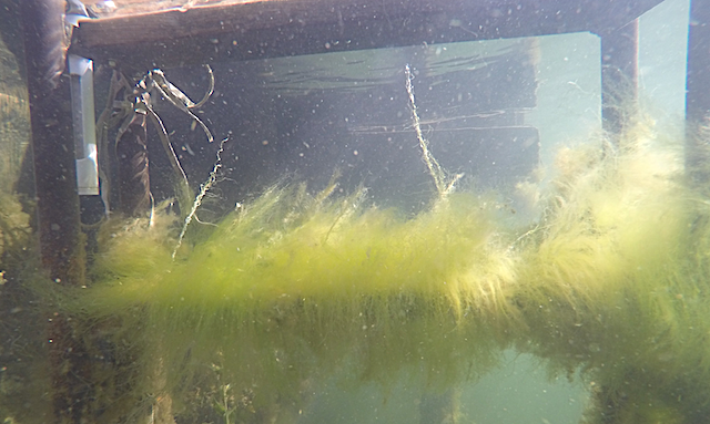 3 badstege ett steg 20180902