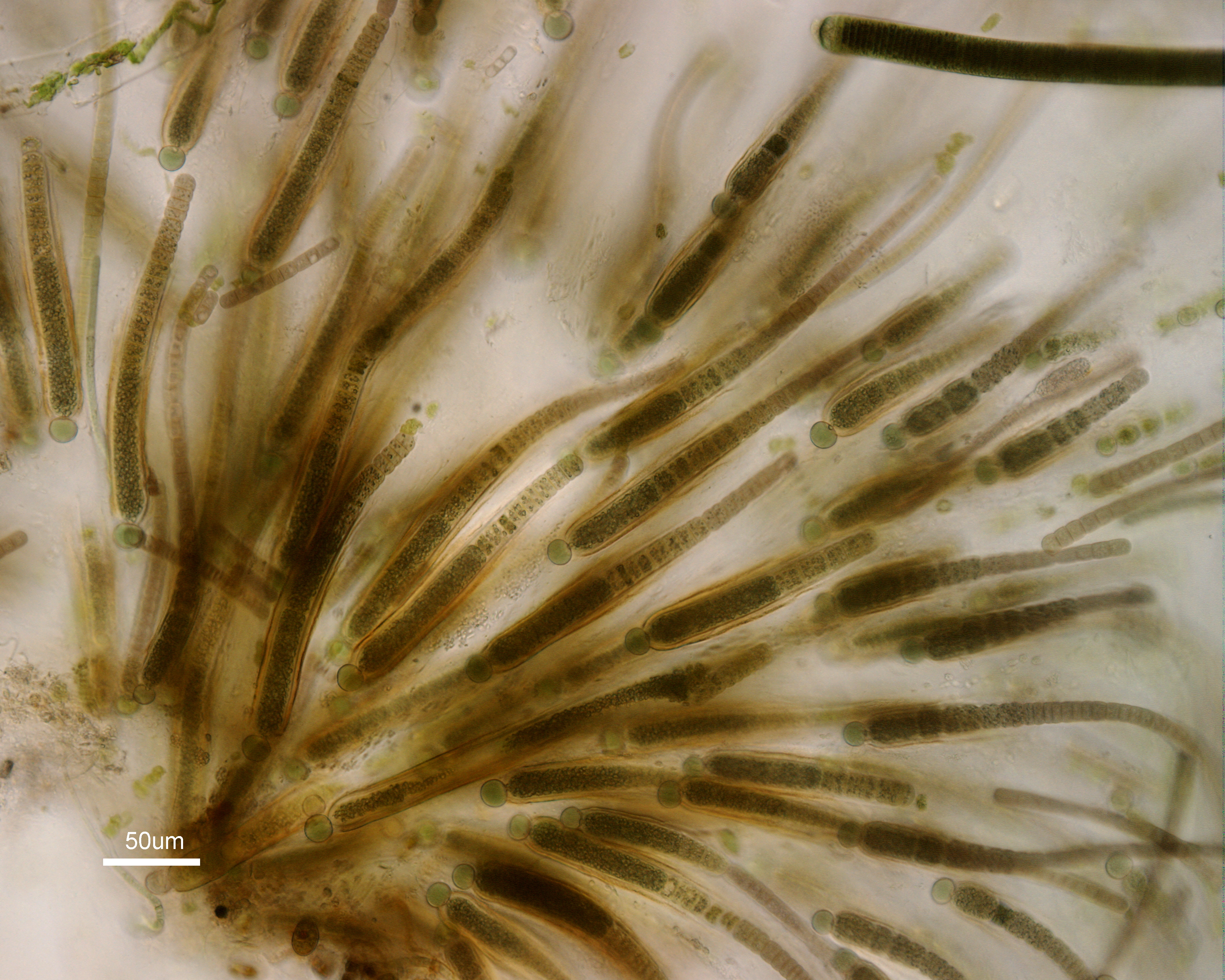 Gloeo natans2cES_Asko.jpg