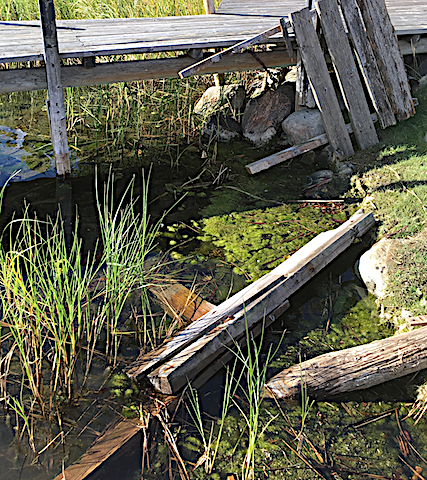 1 Grönalger vid båthus 20180917