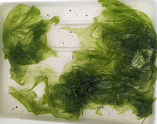 2 Monostroma baltica Östersjösallat