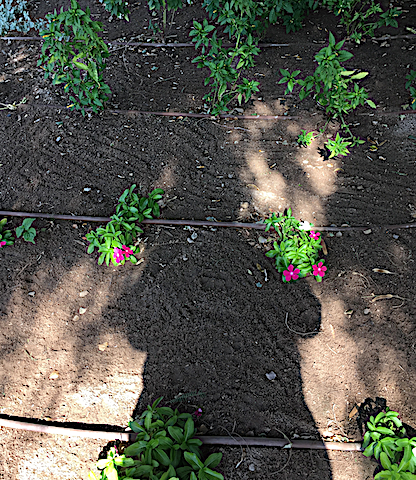 BalticSeaweedblog 20181017