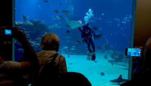 1 Dykare som matar fisk20181017