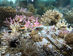 7 Coral cultivation&nbsp;Eilat