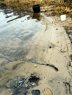 grön ton i vattnet- knippvattenblom i november