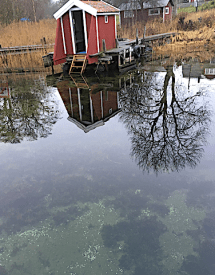 spegelblankt o östersjömusselskal på botten