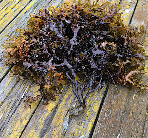 tångruska med liten sten