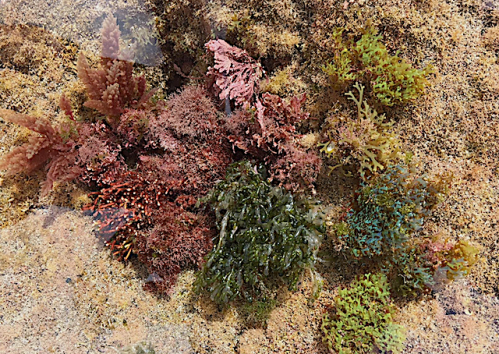 1 .Alg collage Teneriffa 2018