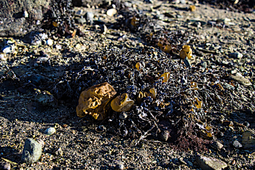 1 Colpomenia Tjurpannans naturreservat Grebbestad