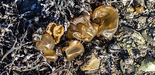 2 flera Colpomenia - olika intorkade