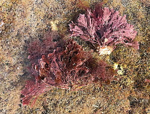 3 Jania :Corallina Tenefriffa 2018