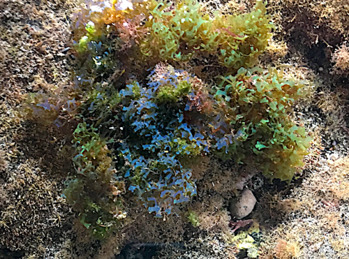 5 Dictyota sp iridiserar blått o grönt