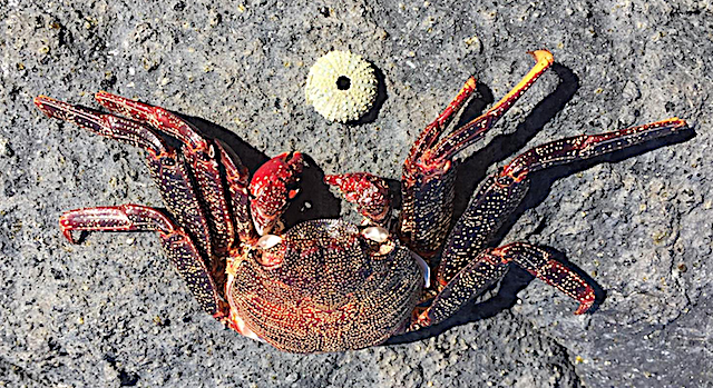 8 krabbskal o sjöborre