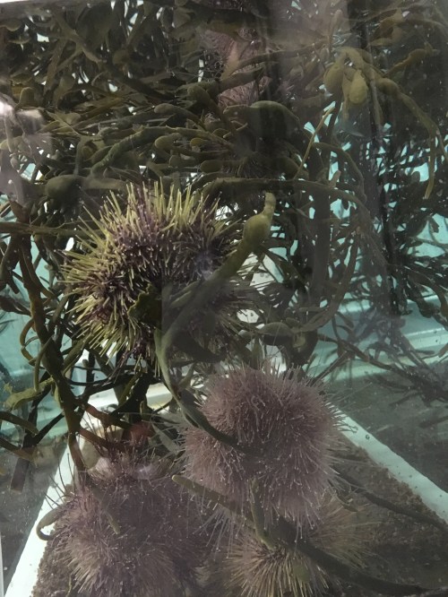 Foto: E. Schagerström