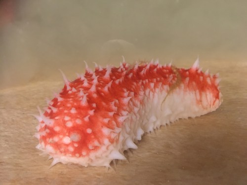 Parastichopus tremulis (c) Ellen Schagerström