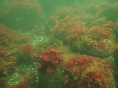 Dilsea carnosa på sten