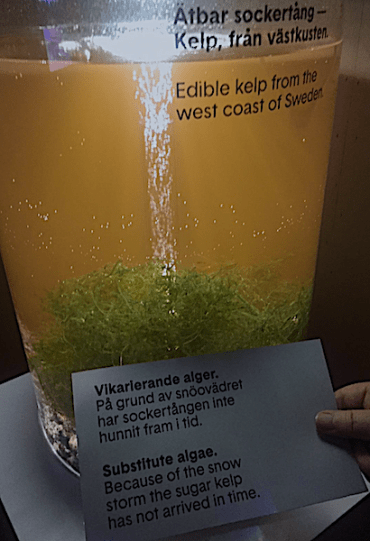 Sockertång o snöstorm