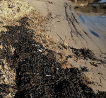 Torr tångvall 20190223