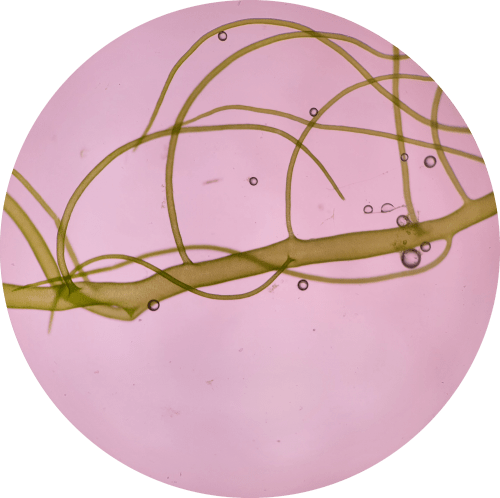 Cladophora glomerata