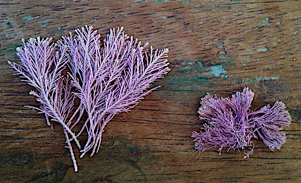 Corallina och Jania , Teneriffa 2018