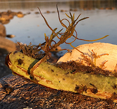 1 knivmussla med sargassum årsskottet