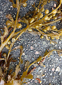 3 Sargassum muticum flytblåsor