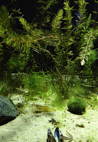 4 småfisk o vattenväster 20190408