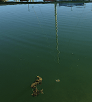 5 drivande tångplanta i hamnen&nbsp;20190419