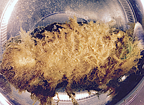 kiselalger i vatten Mars 2019