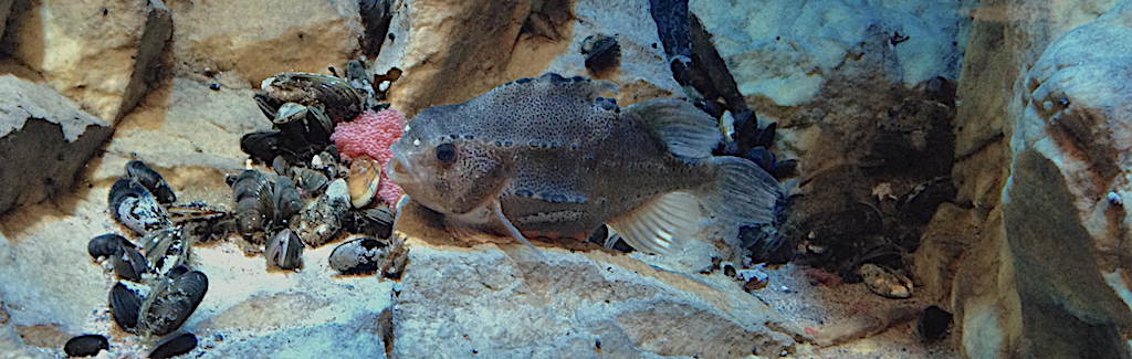 sjurygg med rom20190412